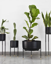 Cargar imagen en el visor de la galería, Maceta KALE (negra con dorado)