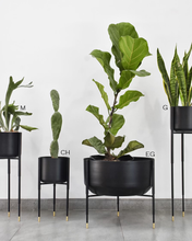 Cargar imagen en el visor de la galería, Maceta KALE (negra con dorado)